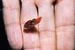 Mini Cuttlefish